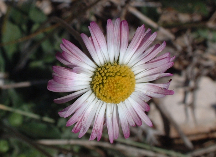 Margherite per Margherita (Ametista)